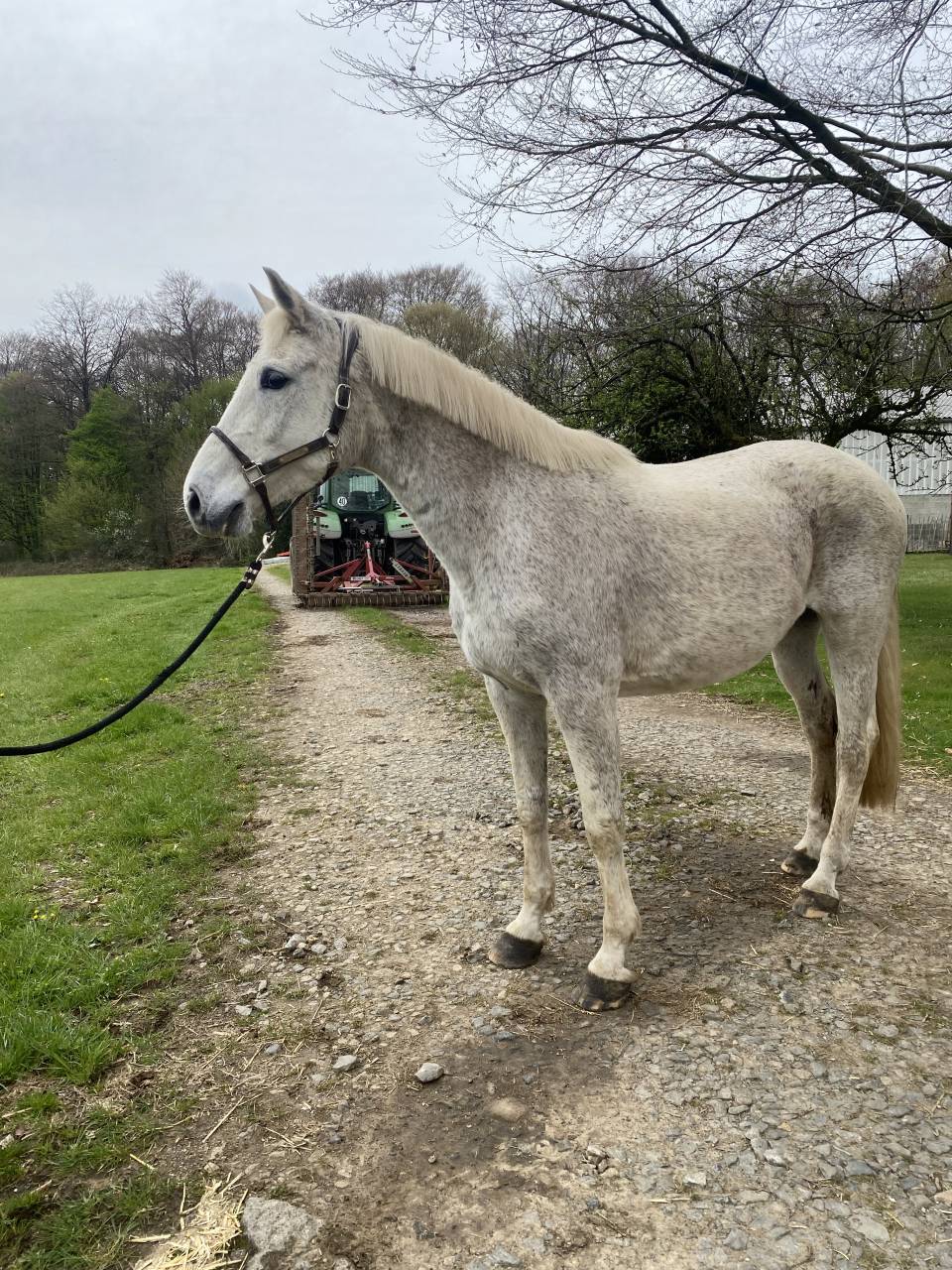 Mare Zangersheide For sale 2022 Chesnut
