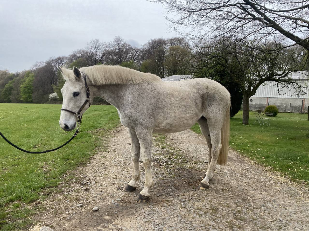 Mare Zangersheide For sale 2022 Chesnut