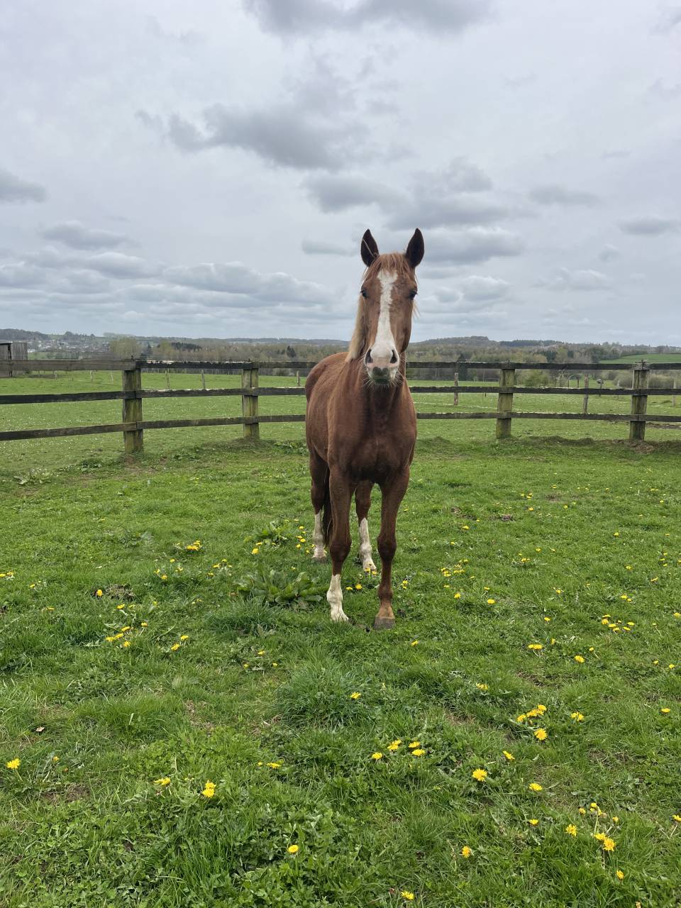 Mare Zangersheide For sale 2022 Chesnut
