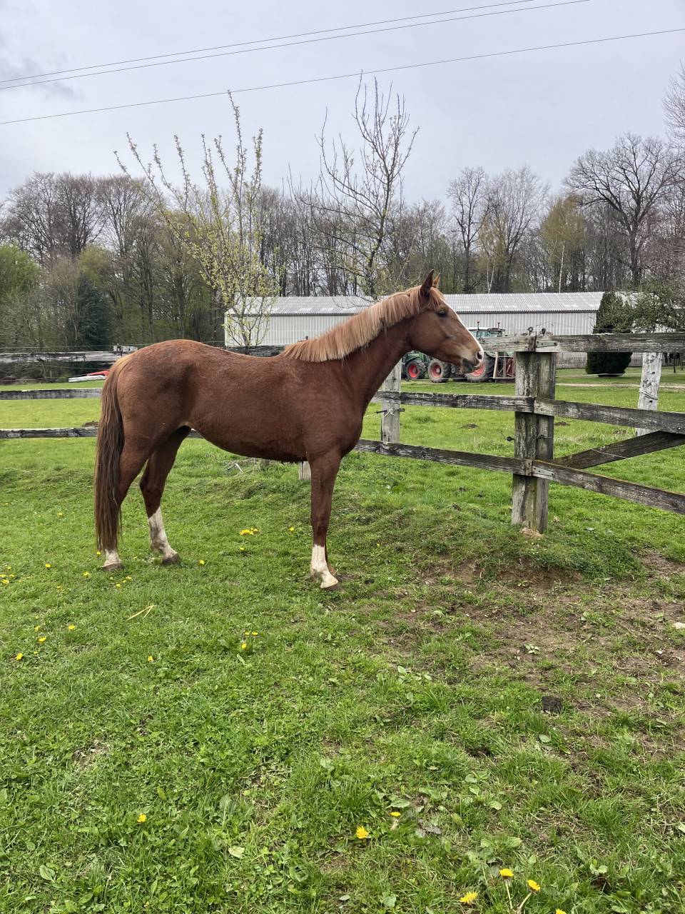 Mare Zangersheide For sale 2022 Chesnut