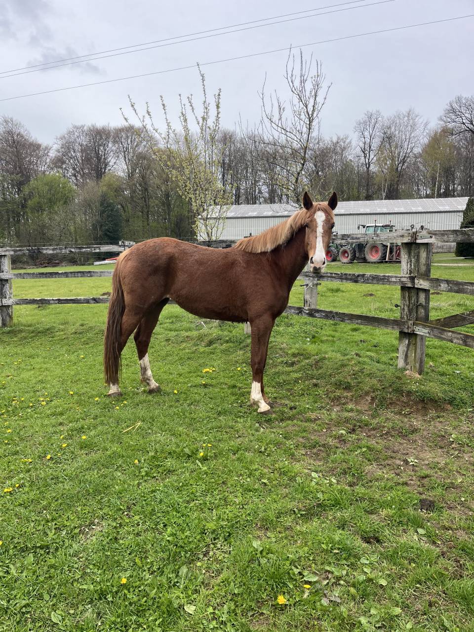 Mare Zangersheide For sale 2022 Chesnut