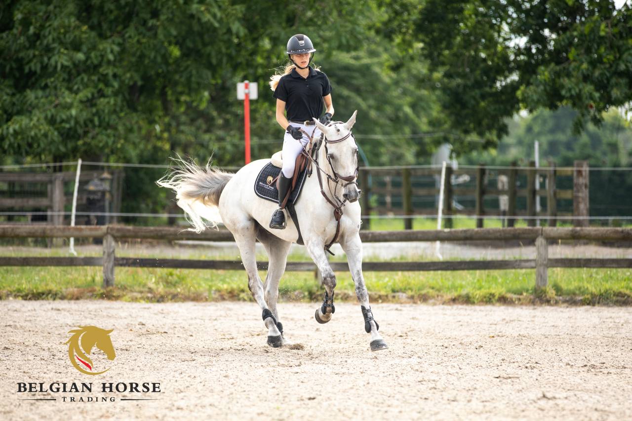 Gelding Oldenburg For sale 2015 Grey