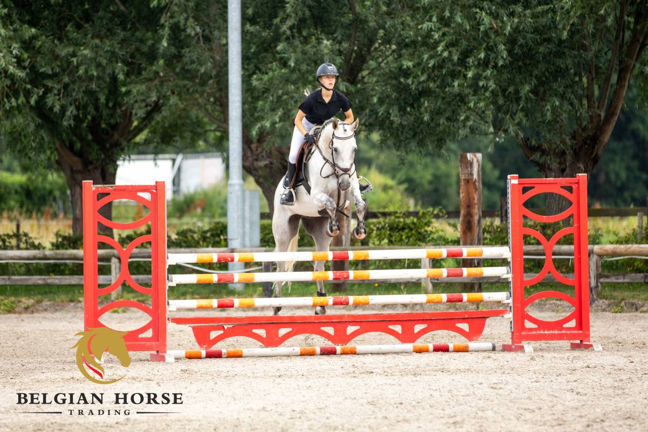 Gelding Oldenburg For sale 2015 Grey