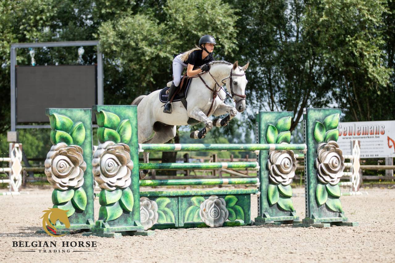 Gelding Oldenburg For sale 2015 Grey
