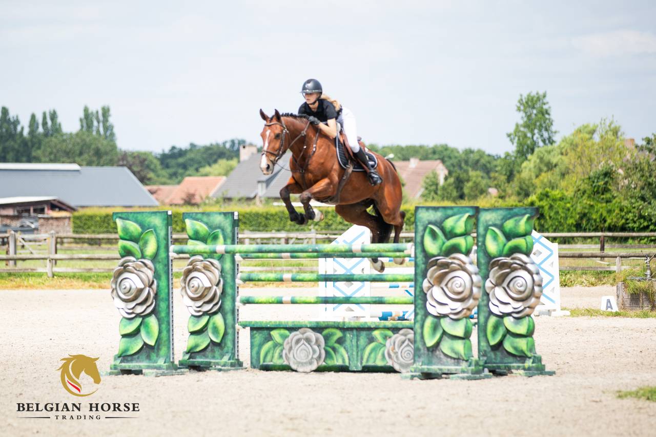 Gelding BWP Belgian Warmblood For sale 2016 Bay
