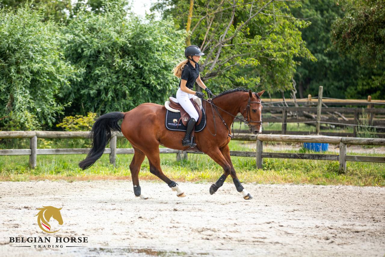 Gelding BWP Belgian Warmblood For sale 2016 Bay