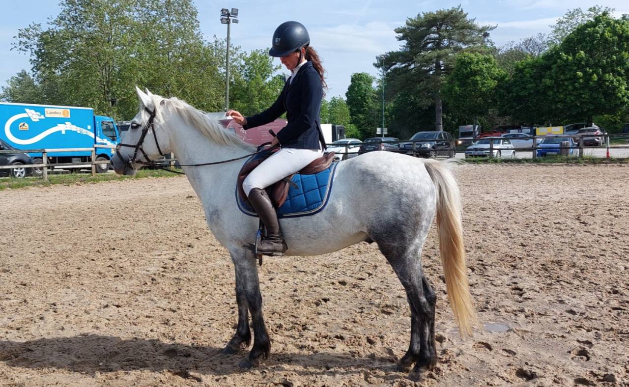 Gelding French Saddle Pony For sale 2022 Grey