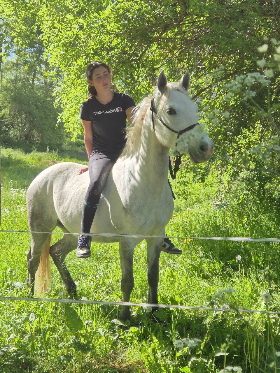 Gelding French Saddle Pony For sale 2022 Grey