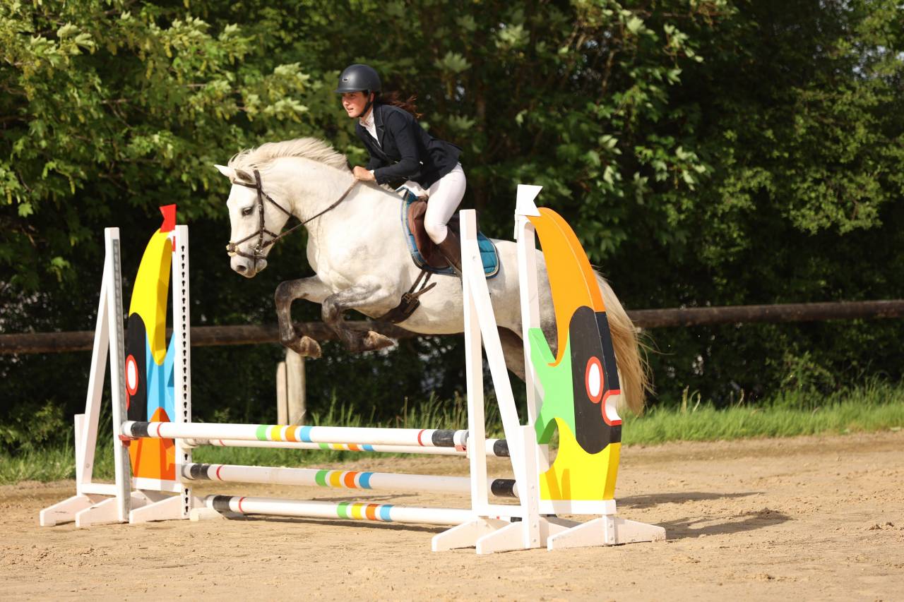 Gelding French Saddle Pony For sale 2022 Grey