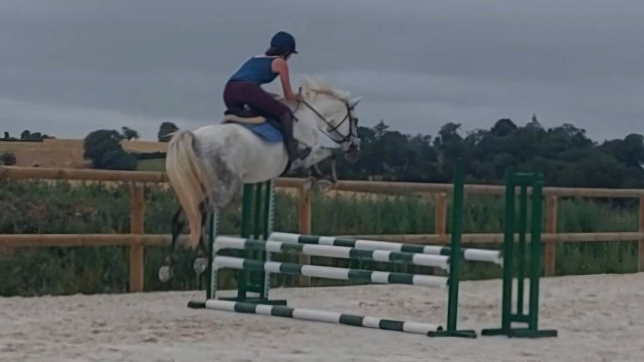 Gelding French Saddle Pony For sale 2022 Grey