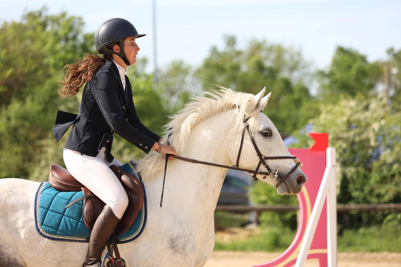 Gelding French Saddle Pony For sale 2022 Grey