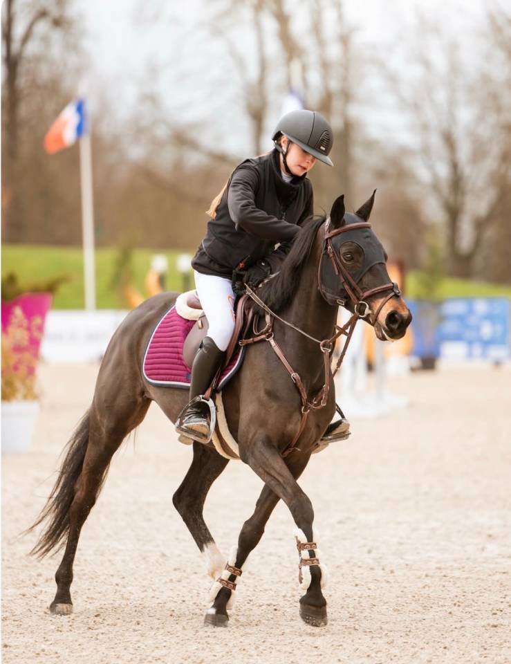 Mare French Saddle Pony For loan 2017 Black
