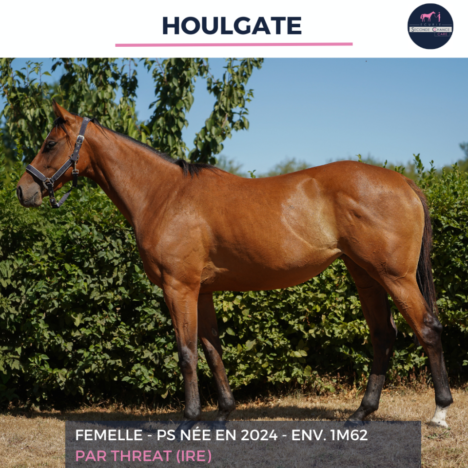 Mare Thoroughbred For sale 2024 Bay