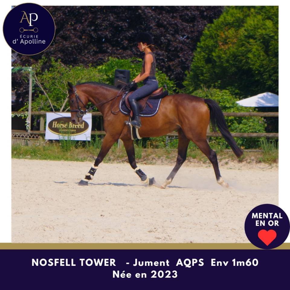 Mare AQPS For sale 2023 Bay