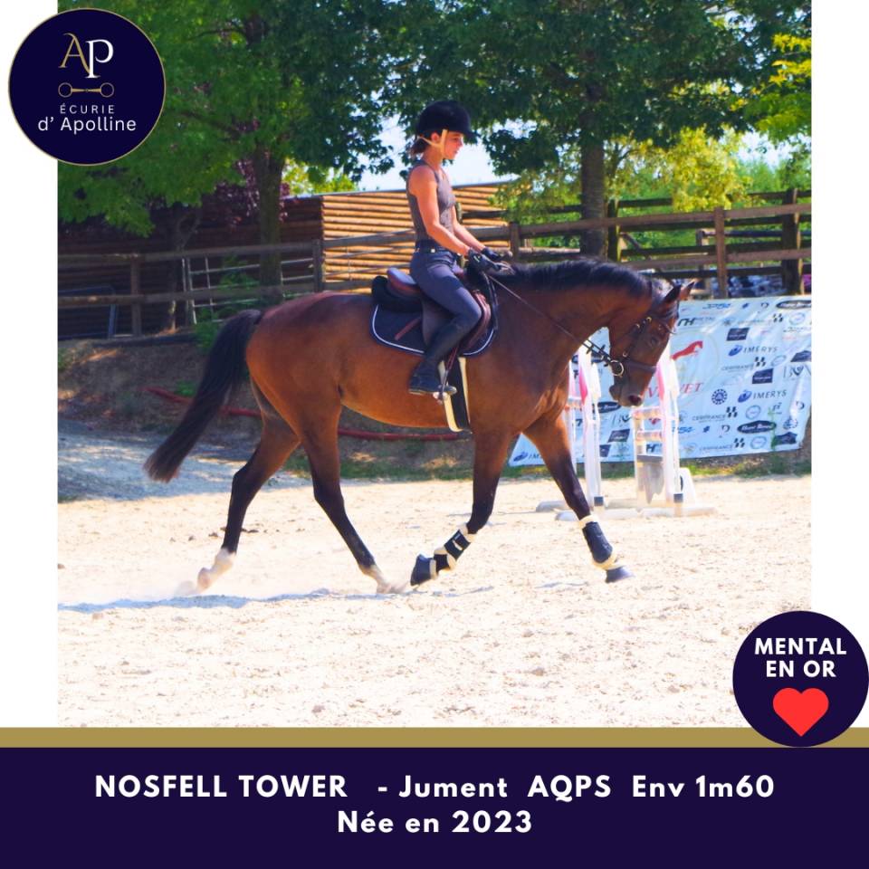 Mare AQPS For sale 2023 Bay