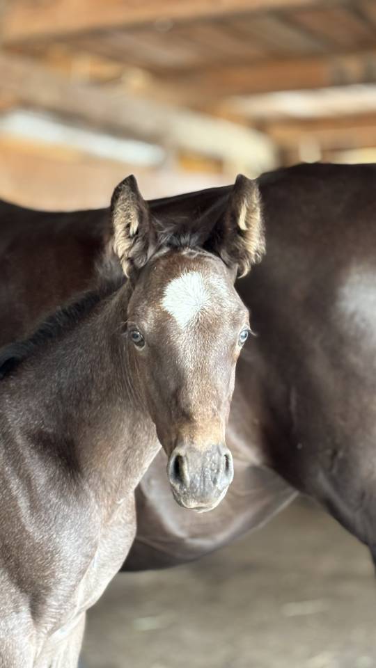 Colt Welsh Part Bred For sale 2026 Other color