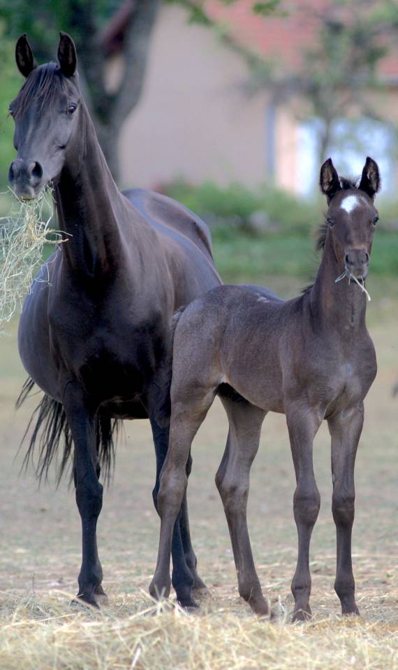 Colt Welsh Part Bred For sale 2026 Other color