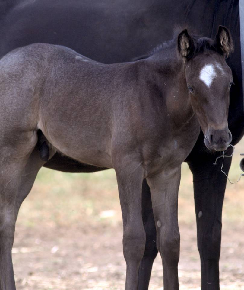 Colt Welsh Part Bred For sale 2026 Other color