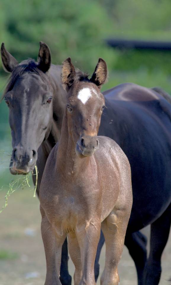 Colt Welsh Part Bred For sale 2026 Other color