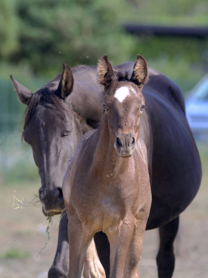 Colt Welsh Part Bred For sale 2026 Other color
