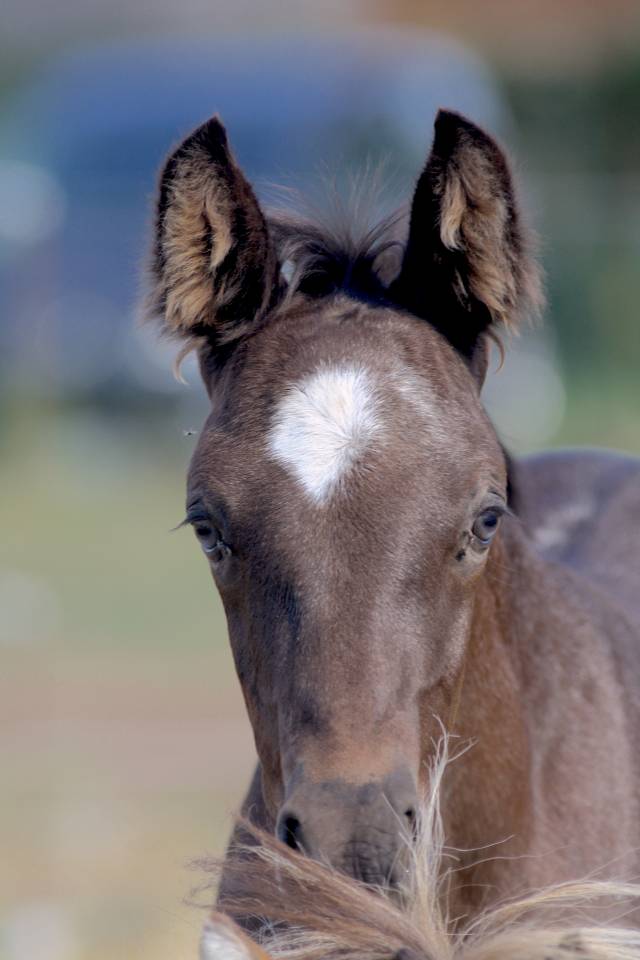 Colt Welsh Part Bred For sale 2026 Other color
