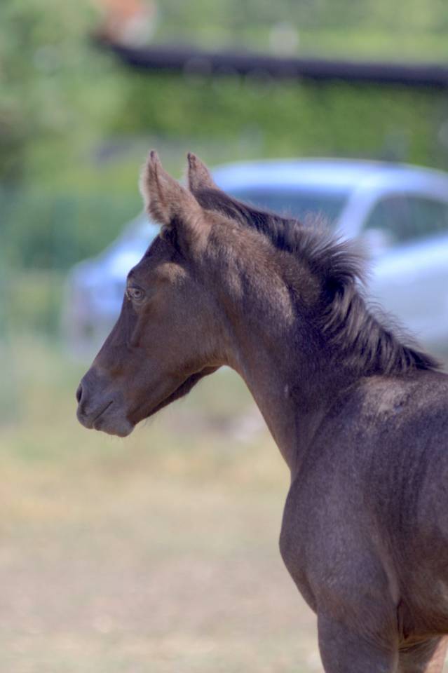 Colt Welsh Part Bred For sale 2026 Other color