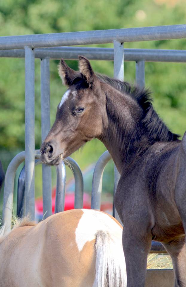Colt Welsh Part Bred For sale 2026 Other color