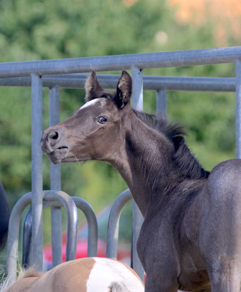 Colt Welsh Part Bred For sale 2026 Other color