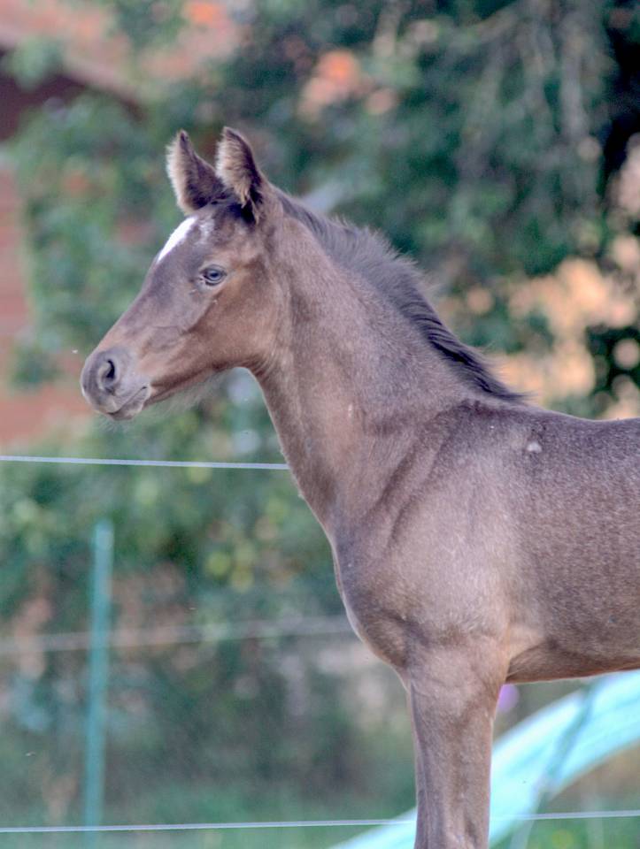 Colt Welsh Part Bred For sale 2026 Other color