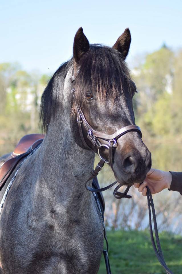 Colt Welsh Part Bred For sale 2026 Other color