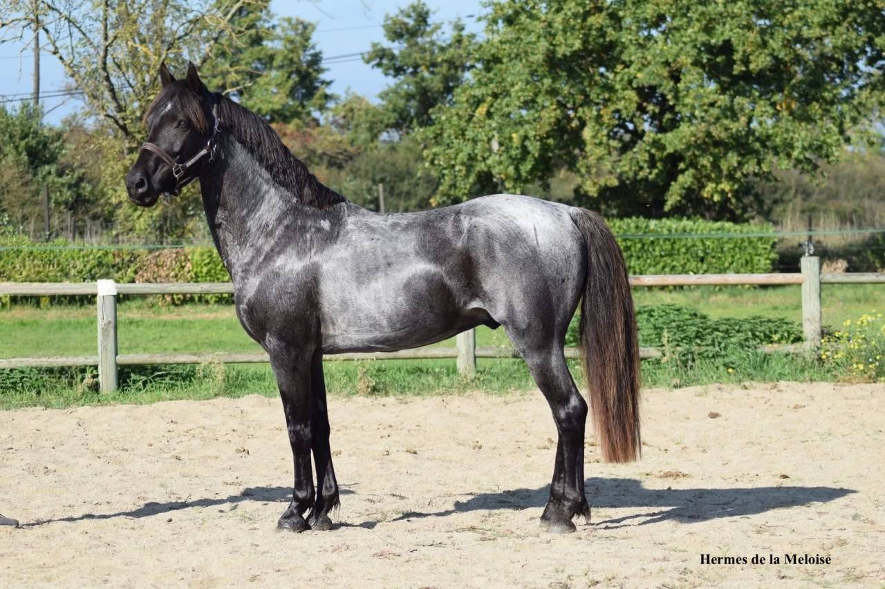 Colt Welsh Part Bred For sale 2026 Other color