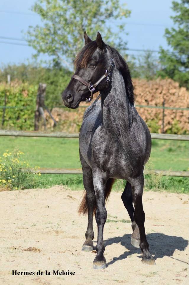 Colt Welsh Part Bred For sale 2026 Other color
