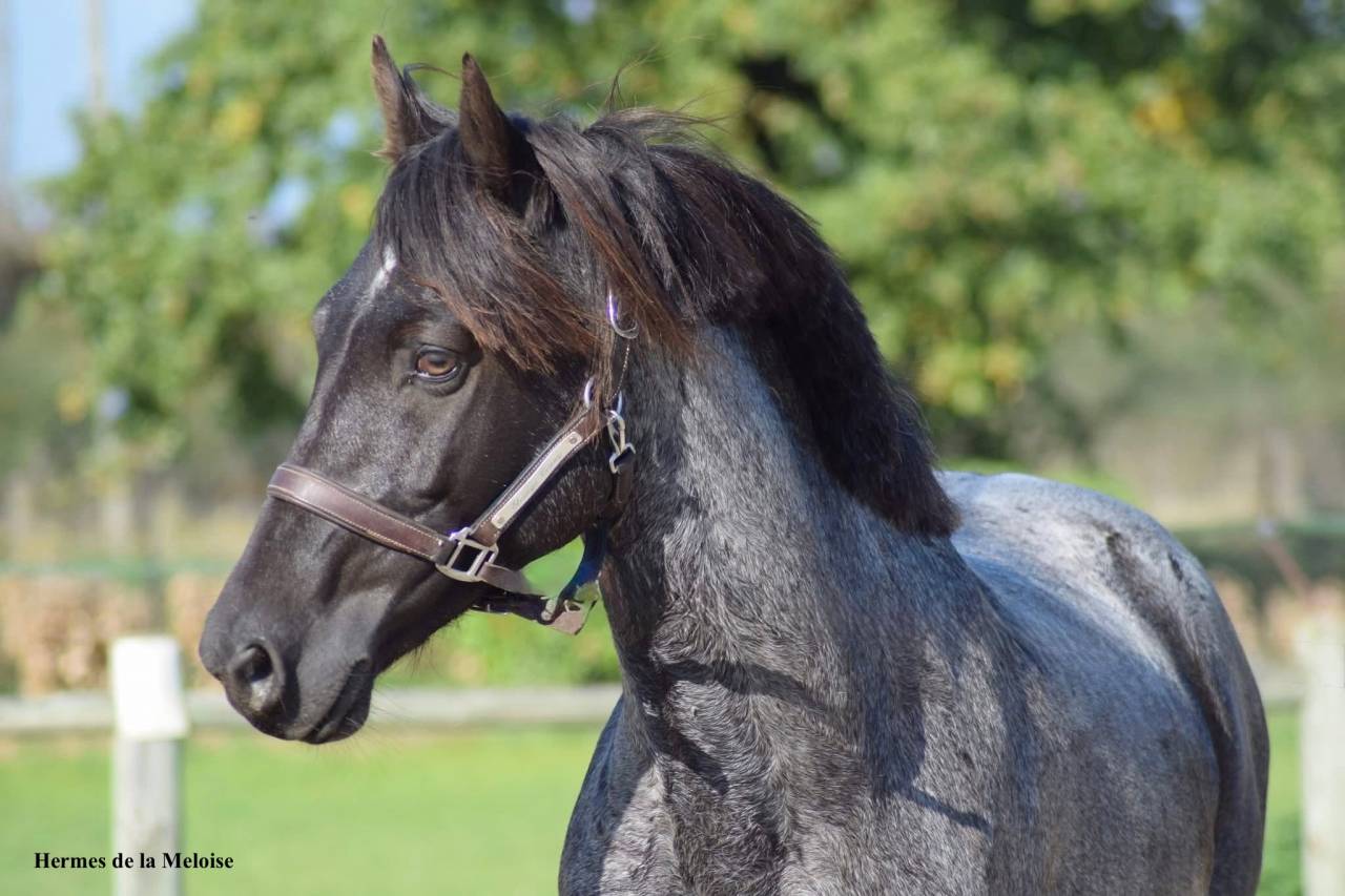 Colt Welsh Part Bred For sale 2026 Other color