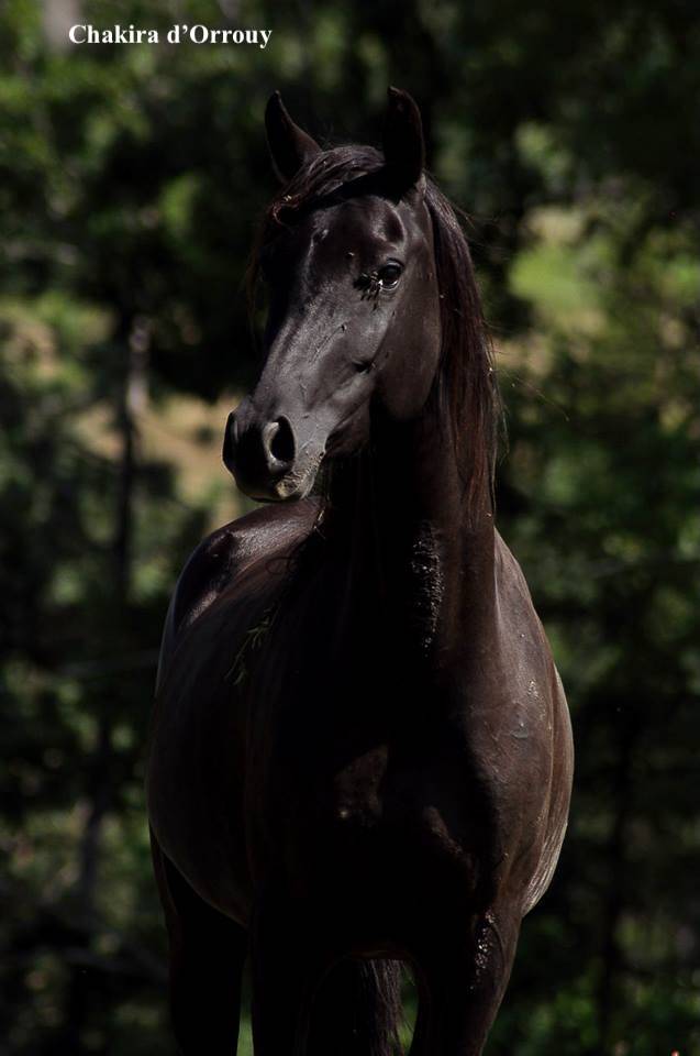 Colt Welsh Part Bred For sale 2026 Other color