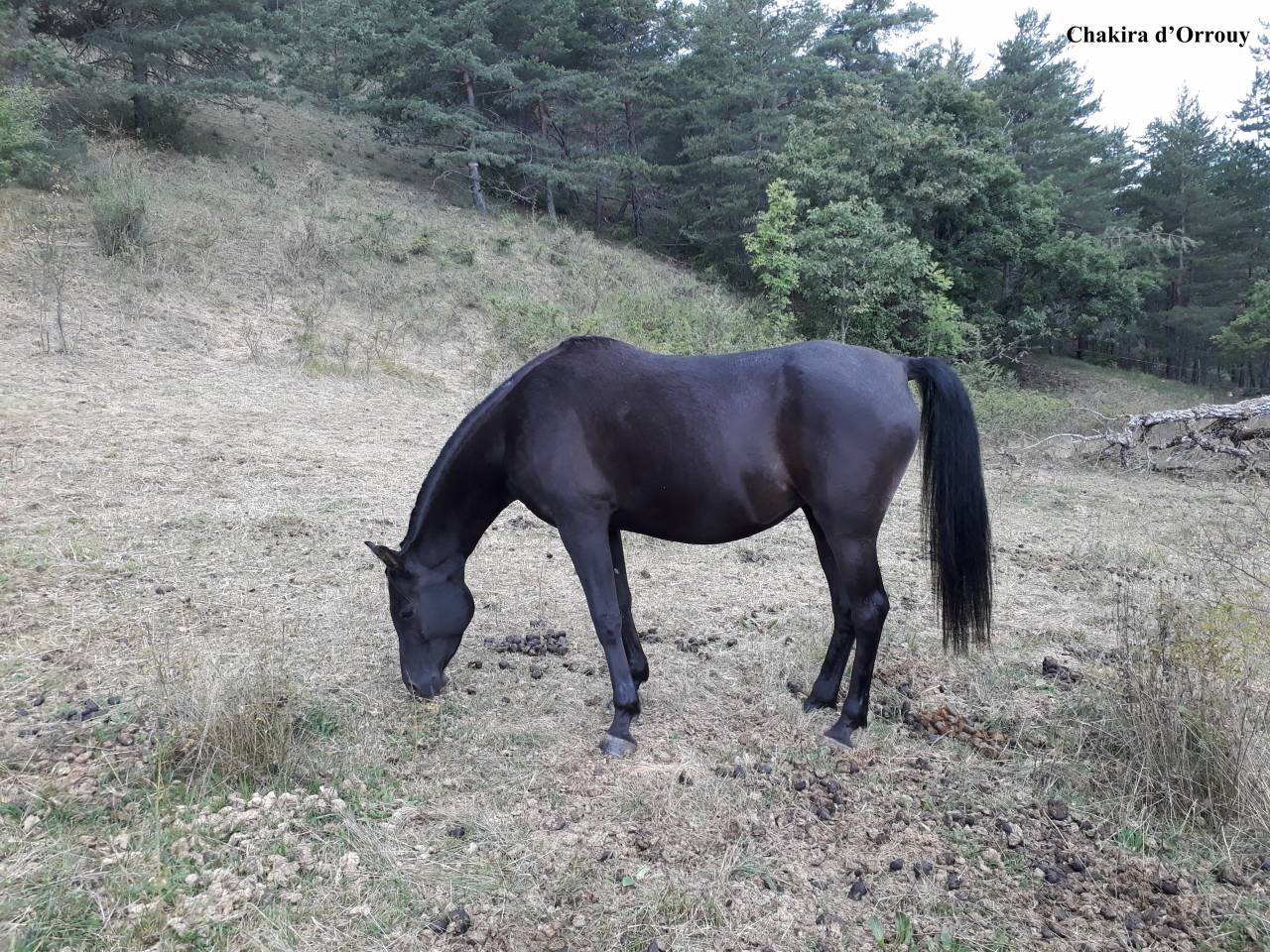 Colt Welsh Part Bred For sale 2026 Other color