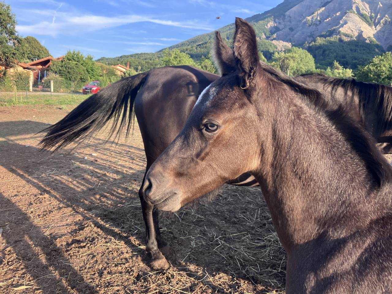Colt Welsh Part Bred For sale 2026 Other color