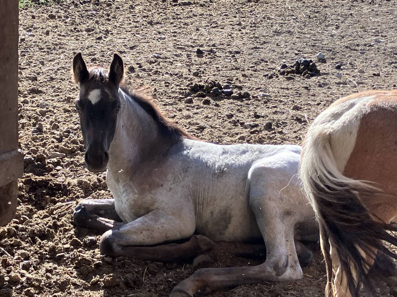 Colt Welsh Part Bred For sale 2026 Other color