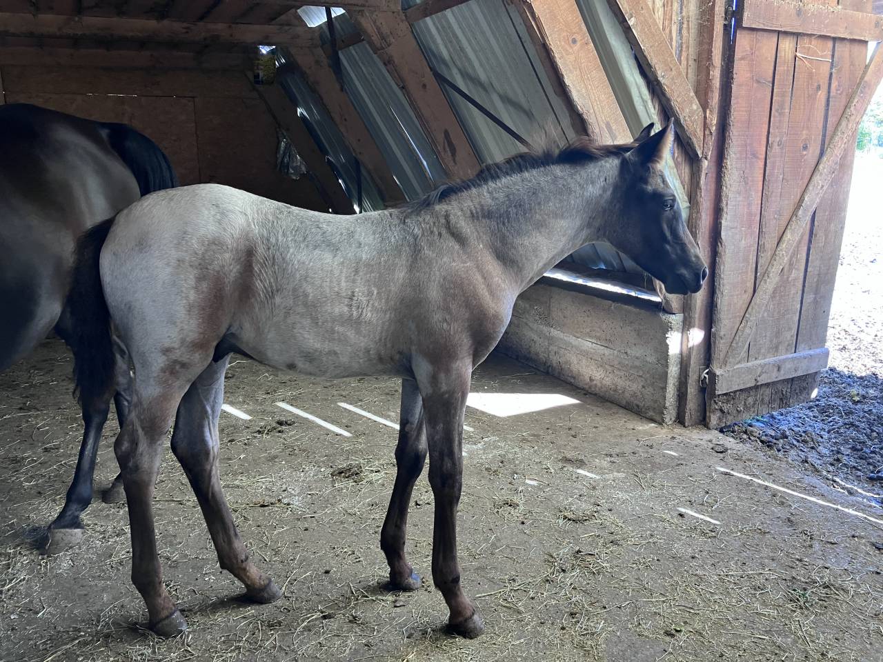 Colt Welsh Part Bred For sale 2026 Other color