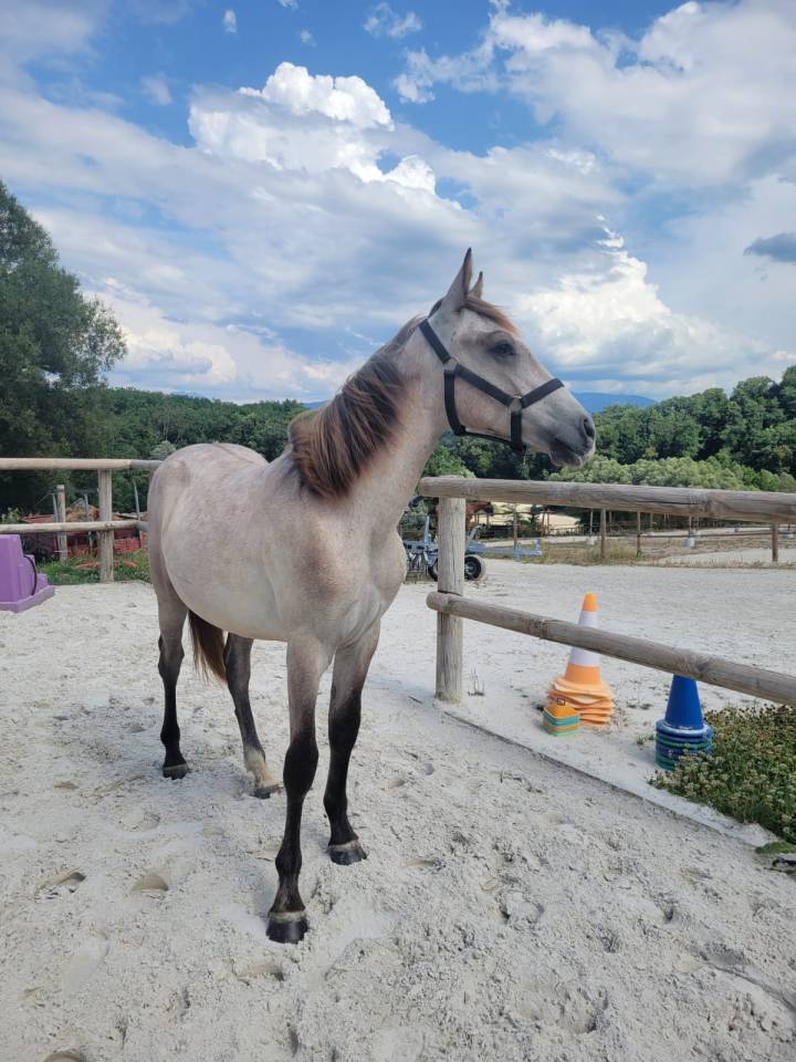 Gelding Exmoor For sale 2025 Other color