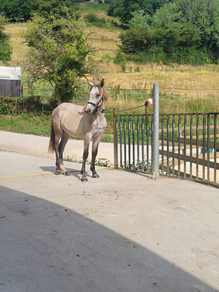Gelding Exmoor For sale 2025 Other color