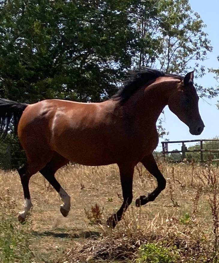 Mare Arabian For sale 2020 Bay