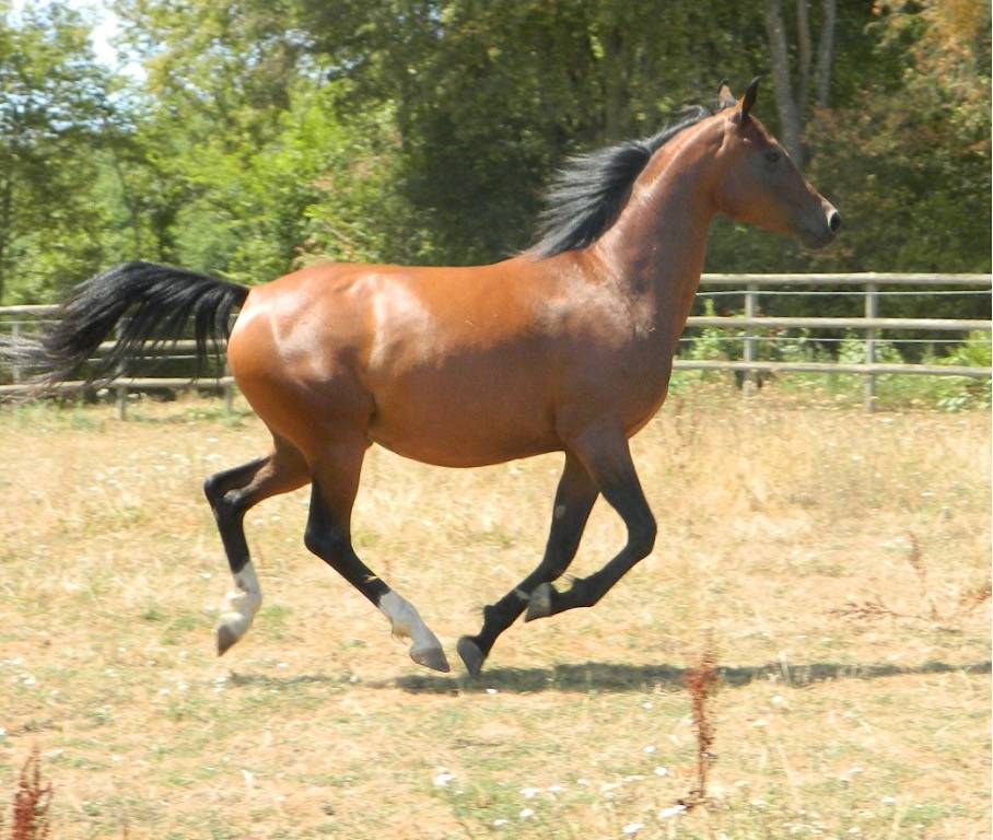Mare Arabian For sale 2020 Bay
