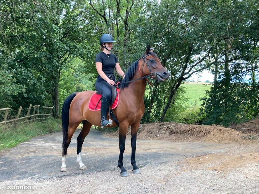 Mare Arabian For sale 2020 Bay
