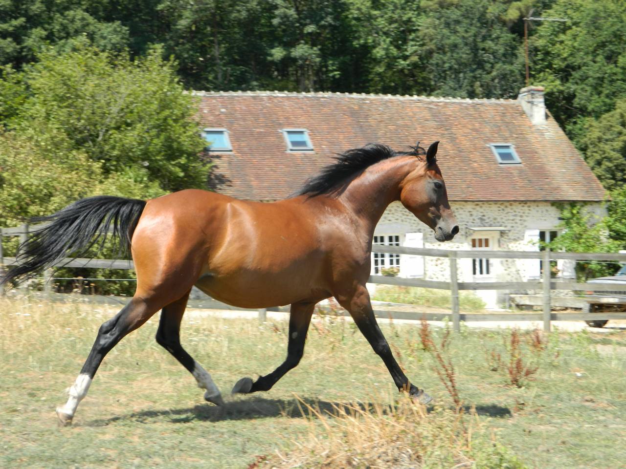 Mare Arabian For sale 2020 Bay