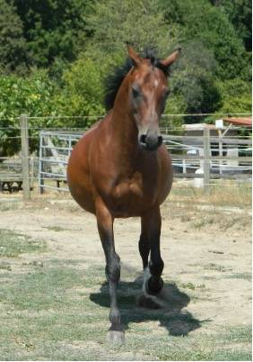 Mare Arabian For sale 2020 Bay