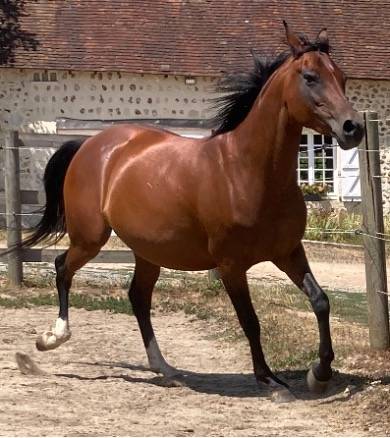 Mare Arabian For sale 2020 Bay