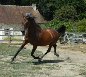 Mare Arabian For sale 2020 Bay