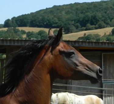 Mare Arabian For sale 2020 Bay