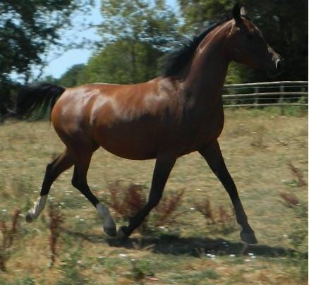 Mare Arabian For sale 2020 Bay