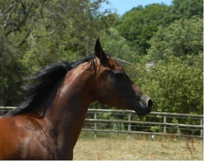 Mare Arabian For sale 2020 Bay